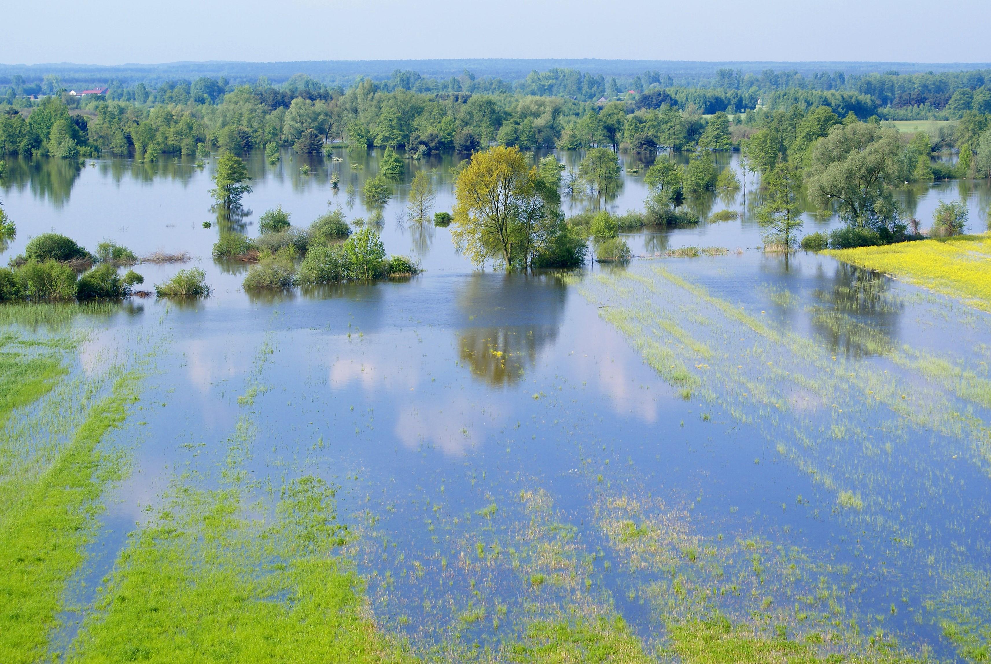 overstroomd grasland